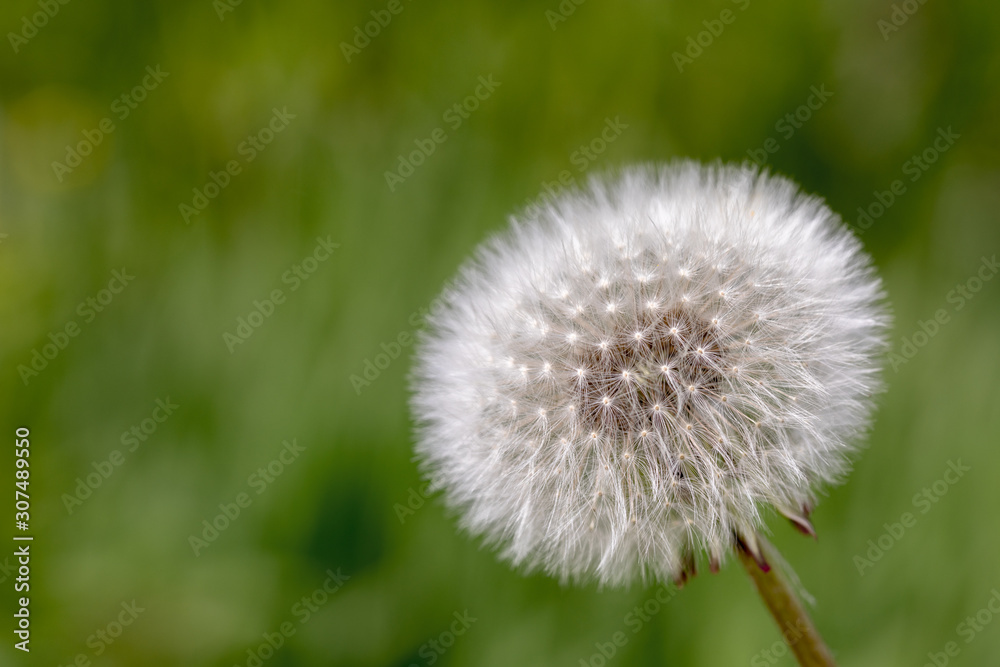 White fluffy dandelion with seeds on natural green blurred background White fluffy dandelion with seeds on natural green blurred background
