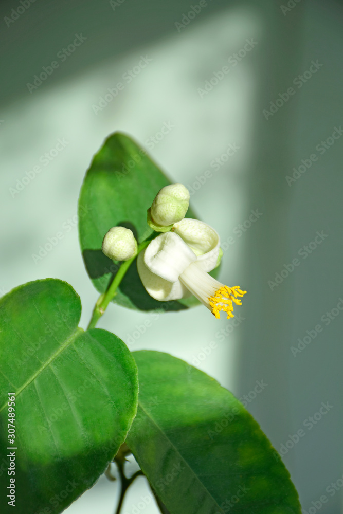 Lemon flower is blooming on lemon Lemon flower is blooming on lemon