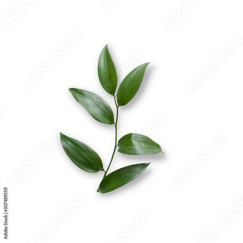 Tropical leaves isolated on white background. Top view. Flat lay.