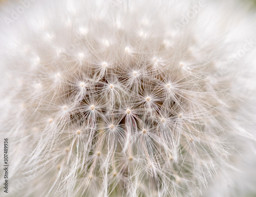 White fluffy dandelion with seeds up close