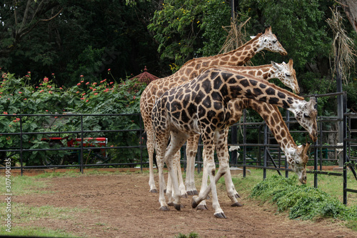 A rare combination of giraffe family coordinating with there body and neck creating an illusion of one body and many necks.