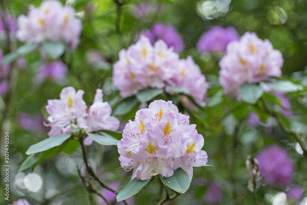Pink flowers of a Rhododendron. Beautiful pink rhododendron flower in garden with magic bokeh. Pink flowers of a Rhododendron. Beautiful pink rhododendron flower in garden with magic bokeh.