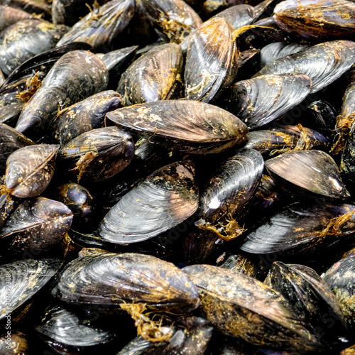 mussels, close up