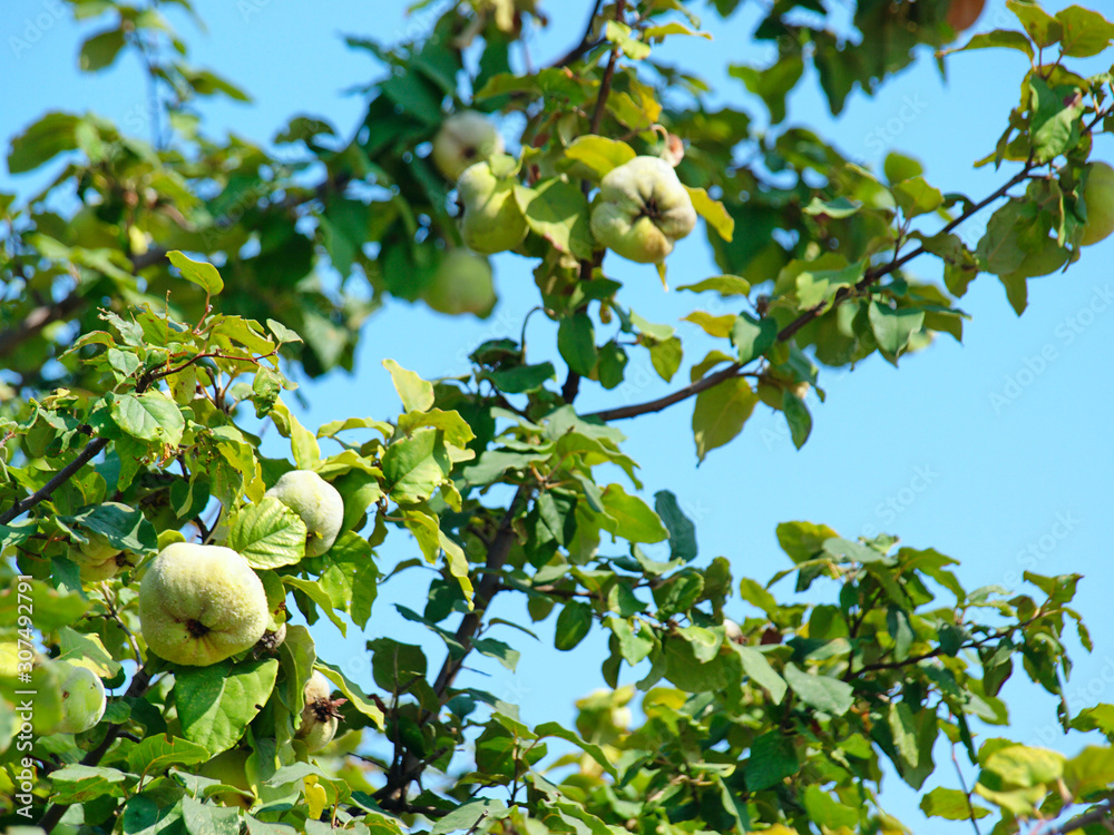 green quince fruits on tree branches against the blue sky green quince fruits on tree branches against the blue sky