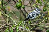Martin Fisherman or Pied Kingfisher - Queen Elizabeth National Park - Uganda