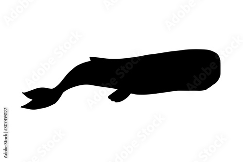 Vector black sperm whale cachalot silhouette isolated on white background