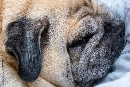 A pug dog is sleeping. Close-up. Background with pet.