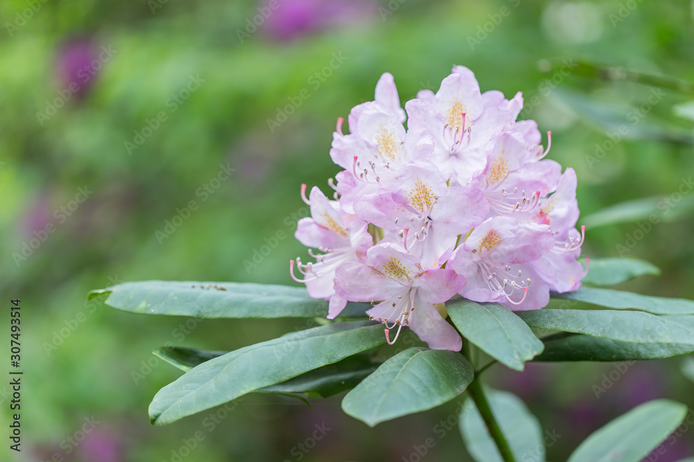 Pink flowers of a Rhododendron. Beautiful pink rhododendron flower in garden with magic bokeh. Pink flowers of a Rhododendron. Beautiful pink rhododendron flower in garden with magic bokeh.