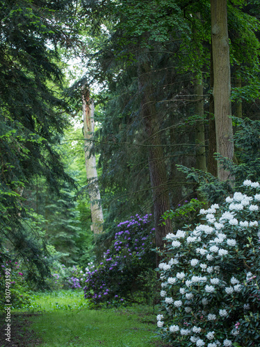 An old park with blooming rhododendron bushes between giant trees. Blooming rhododendron bushes in the old park. Old orboretum with flowering rhododendron bushes. 