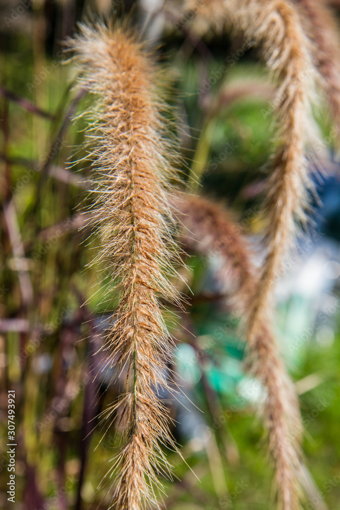 Fountain grass in close up