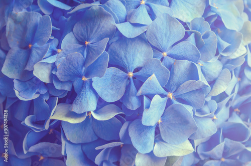 Blue hydrangea close-up. A beautiful large flower. Delicate floral background © Ekaterina