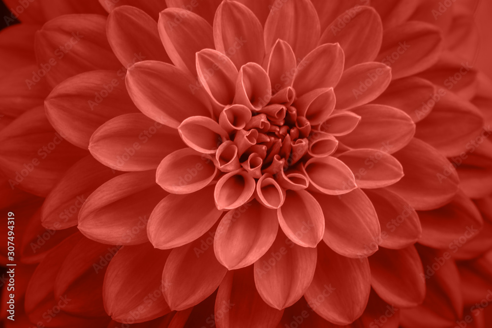 Obraz premium Coral dahlia petals macro, floral abstract background. Close up of flower dahlia for background, Soft focus