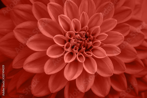Coral dahlia petals macro, floral abstract background. Close up of flower dahlia for background, Soft focus © Olena