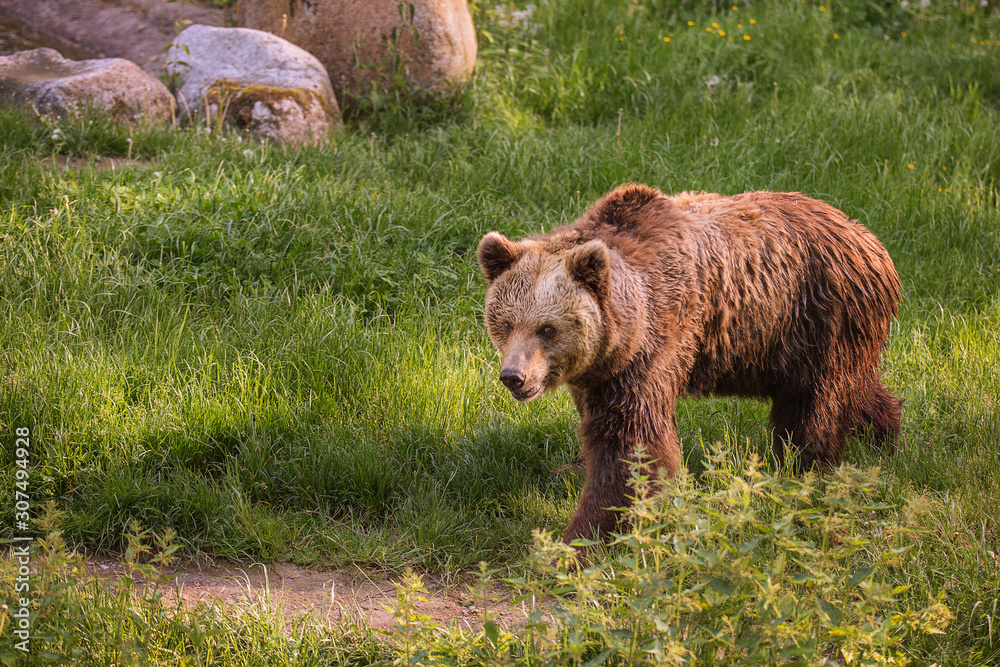 Brown bear walks along a green trail on a sunny summer day. The genus of mammals, a predatory detachment.