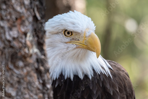 Close up images of the face of a North American Bald Eagle