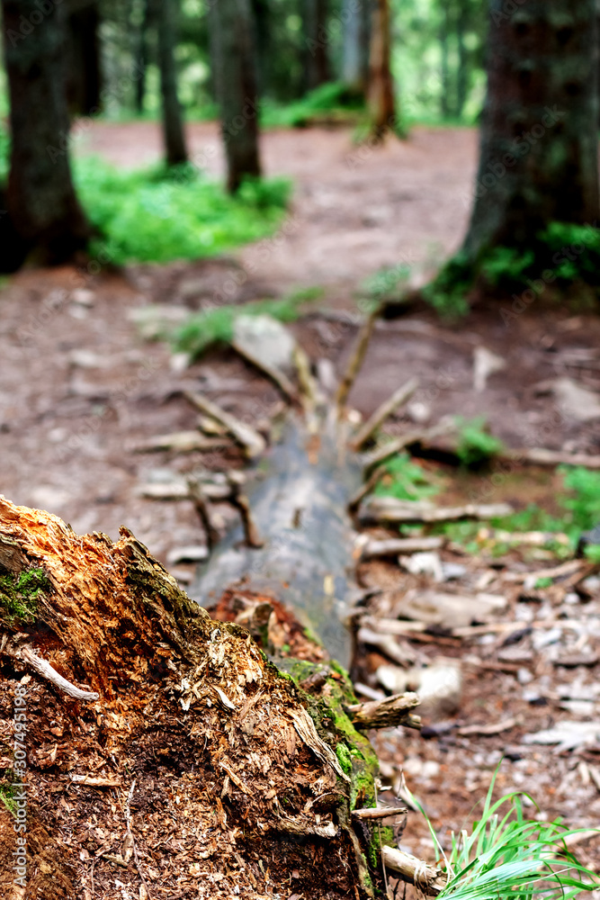 Carpathian tree forest in summer Carpathian tree forest in summer