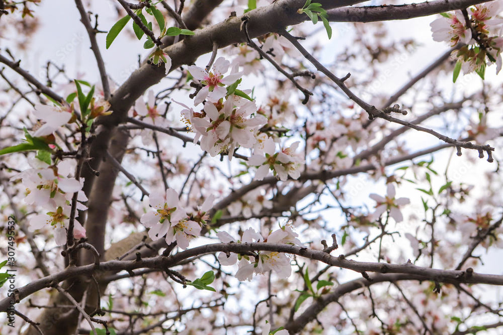 Branches of the almond tree. Branches of the almond tree.