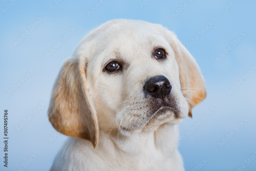 Labrador puppy