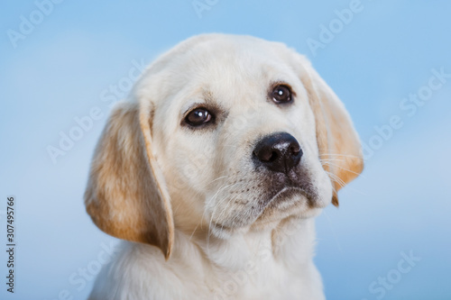 Labrador puppy © Oleg Guschin