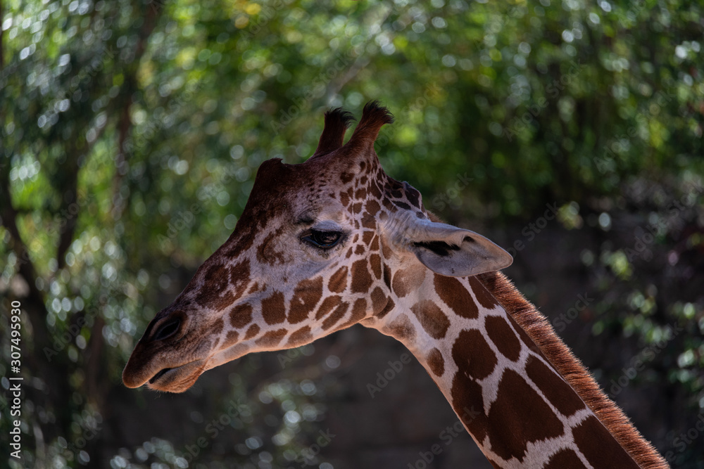 Fototapeta premium Close up of a Giraffe face.