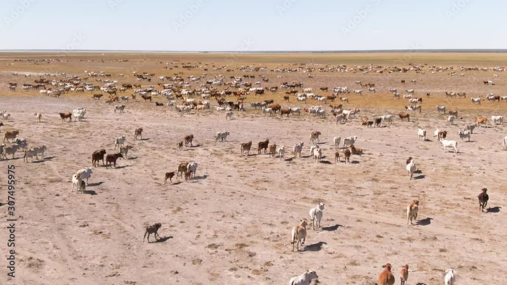 Aerial: Huge herd of hundreds of Brahman cattle in Western Australia. Huge outback paddock that is dry and dusty with brown and white cows. Beef Export Australia. Aerial: Huge herd of hundreds of Brahman cattle in Western Australia. Huge outback paddock that is dry and dusty with brown and white cows. Beef Export Australia.