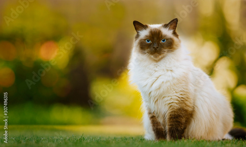 Cute ragdoll kitty cat with blue eyes sitting straight on grass in a garden, facing front and looking to the camera