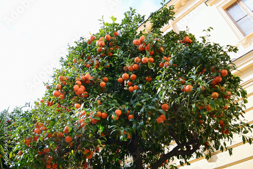 Orange tree fresh harvest time and sunny day blue sky outdoors natural background. Organic healthy freshness produce. 