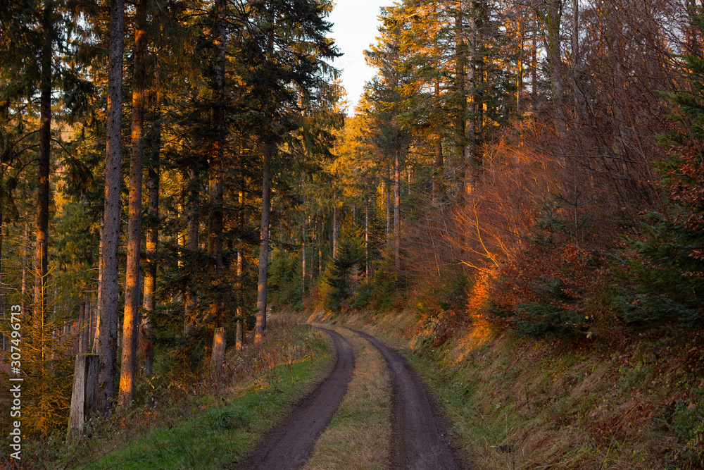 Road inside the forest. Beautiful scenic, romantic landscape with golden light. Trees on path in wild wood. Autumn. Schwarzwald, Black Forest. Germany.