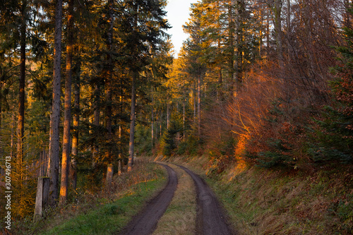 Road inside the forest. Beautiful scenic, romantic landscape with golden light. Trees on path in wild wood. Autumn. Schwarzwald, Black Forest. Germany.