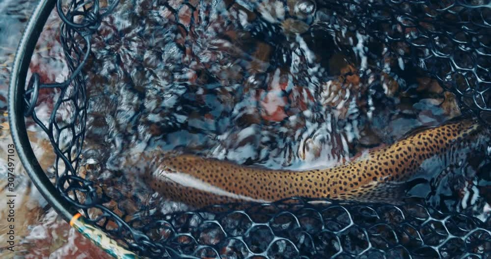 Rainbow trout fish in net on river after fly fishing catch