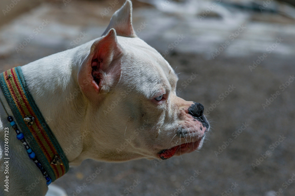 dogo argentino lying on the ground in Turkey