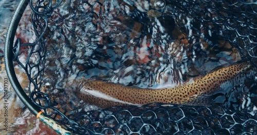 Rainbow trout fish in net on river after fly fishing catch