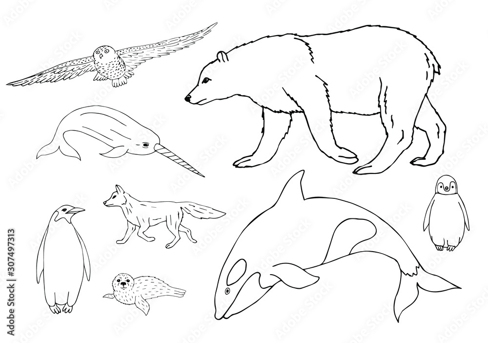 Vector set bundle of hand drawn doodle sketch polar north animals ...