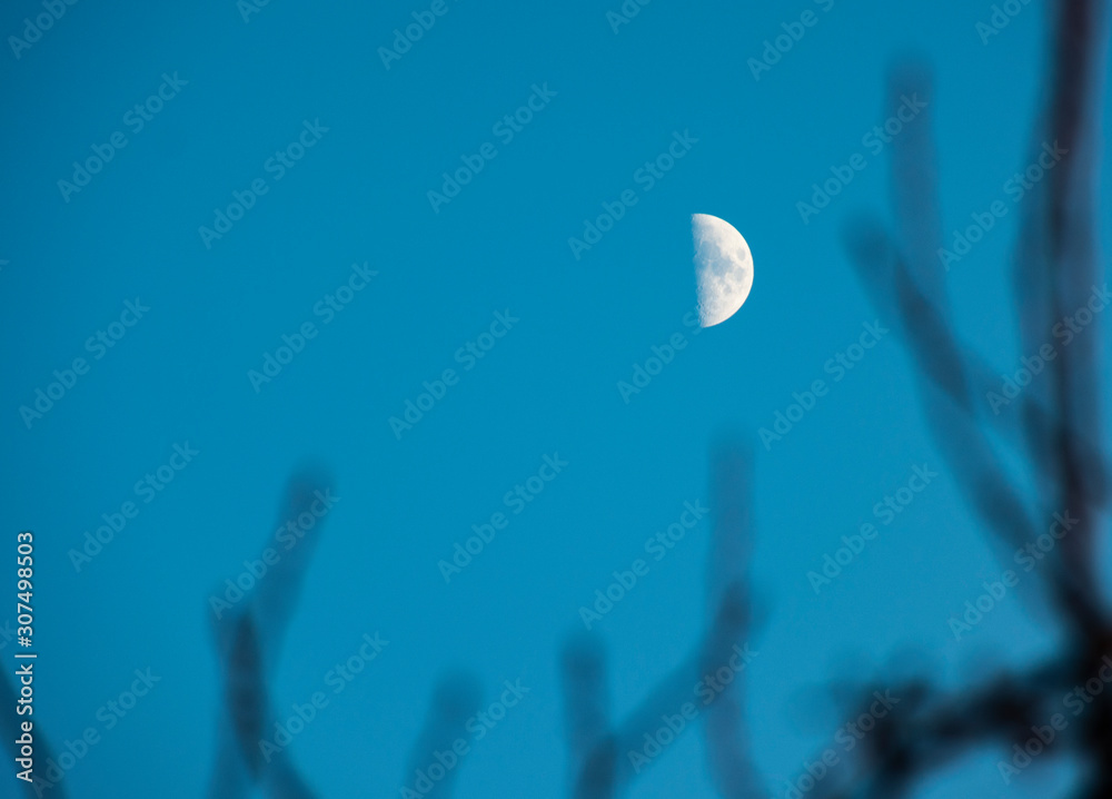 the moon in the evening blue sky. incomplete month in the sky through the branches of a tree