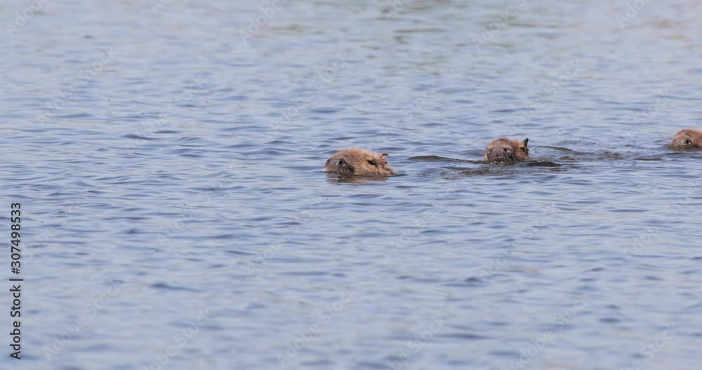 Close up of Capybaras swimming in water, South Pantanal, Brazil. Close up of Capybaras swimming in water, South Pantanal, Brazil.