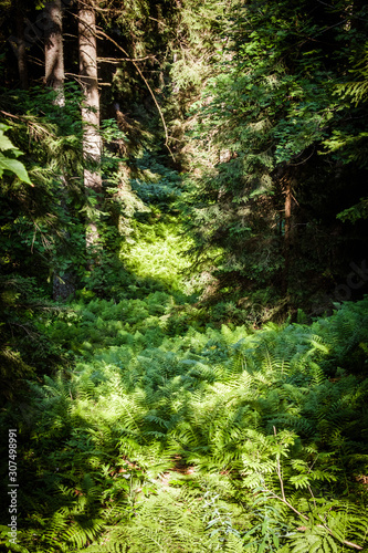 Sunshine over fresh fern in wild forest in Slovenia, Europe