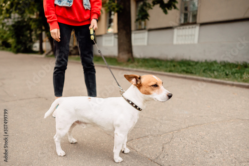 Jack Russell Terrier in park outdoors, beautiful dog outdoors