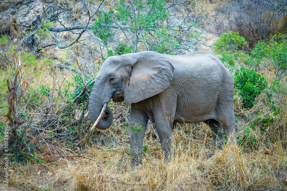 elephant in kruger national park, mpumalanga, south africa 6