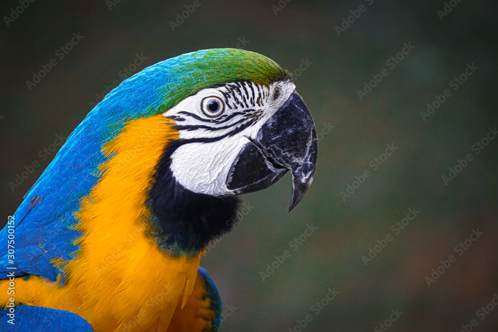 Animal Portrait: Blue and Yellow Macaw