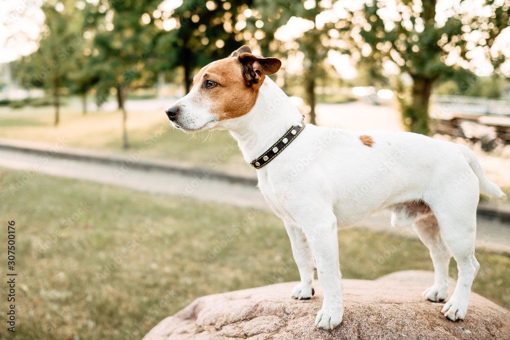 Jack Russell Terrier in park outdoors, beautiful dog outdoors