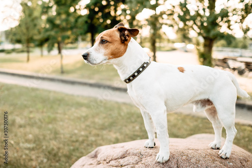 Jack Russell Terrier in park outdoors, beautiful dog outdoors © Pavel