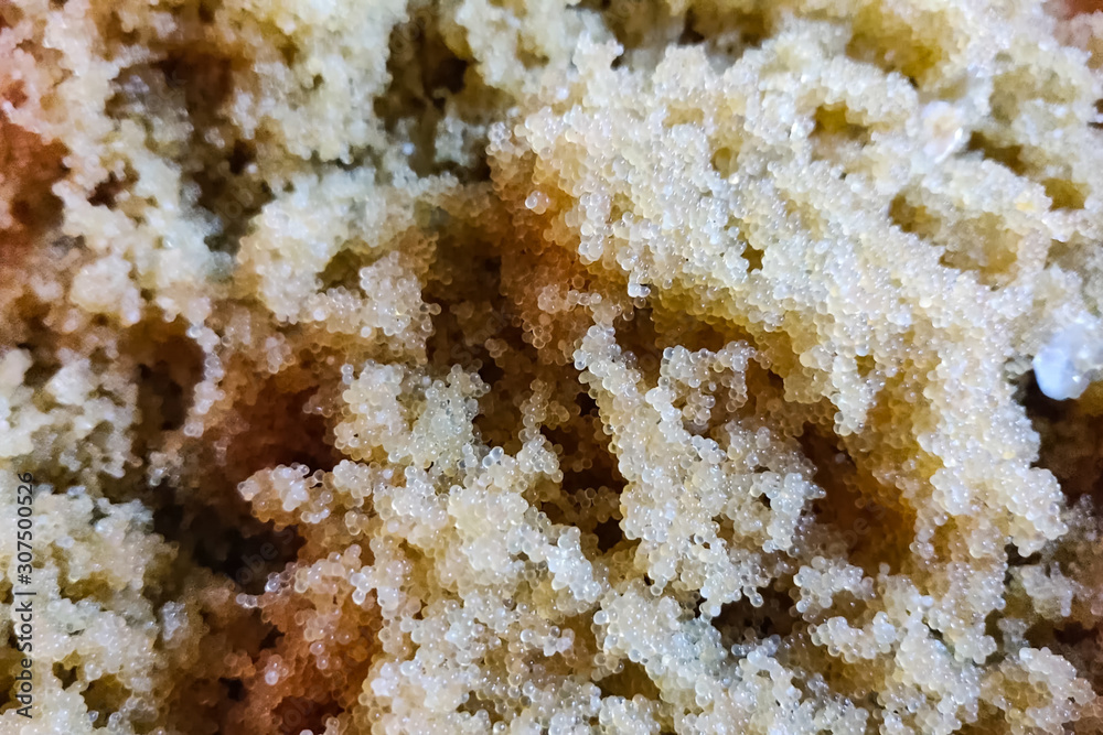 Caviar of carp. Collecting carp caviar in basin. Caviar of carp. Collecting carp caviar in basin.