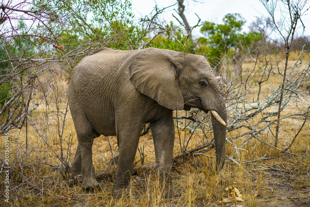 elephant in kruger national park, mpumalanga, south africa 25