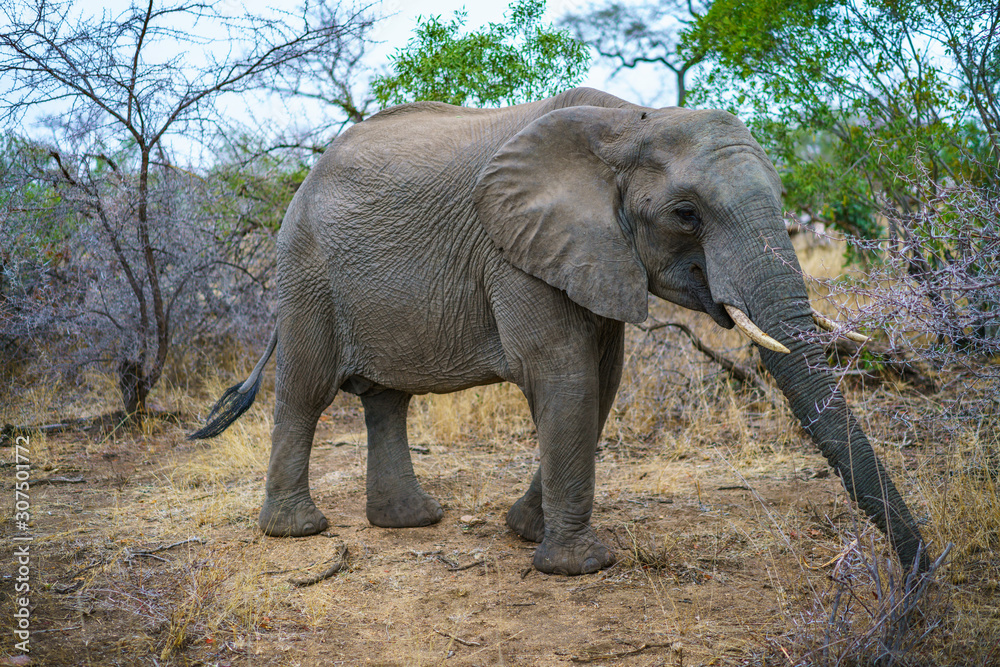 Fototapeta premium elephant in kruger national park, mpumalanga, south africa 32