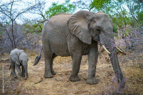 elephants with baby elephant in kruger national park  mpumalanga  south africa 11