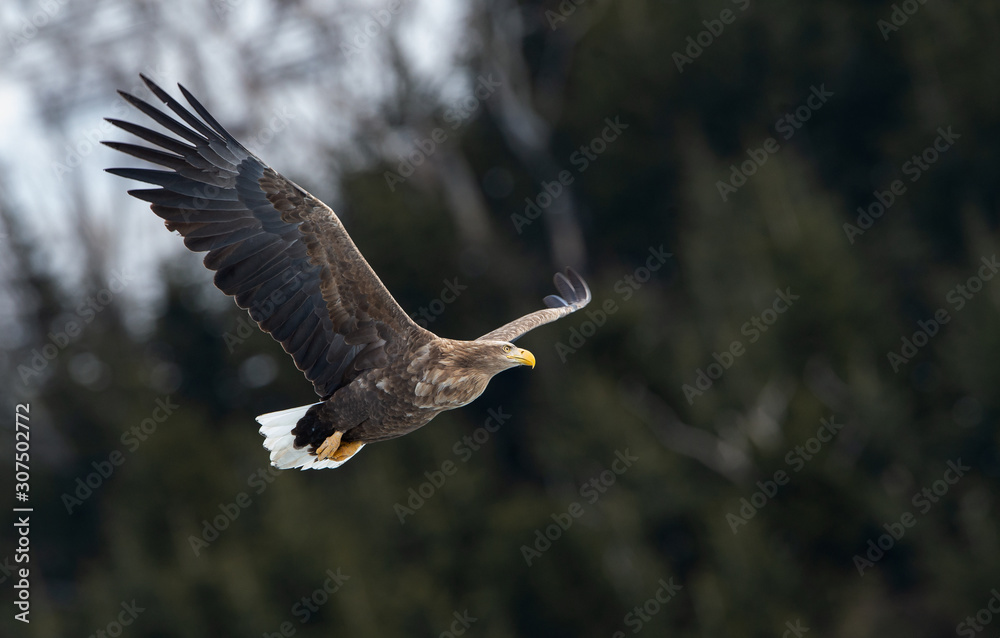 Adult White tailed eagle in flight. Mountain green forest background. Scientific name: Haliaeetus albicilla, also known as the ern, erne, gray eagle, Eurasian sea eagle and white-tailed sea-eagle. Adult White tailed eagle in flight. Mountain green forest background. Scientific name: Haliaeetus albicilla, also known as the ern, erne, gray eagle, Eurasian sea eagle and white-tailed sea-eagle.