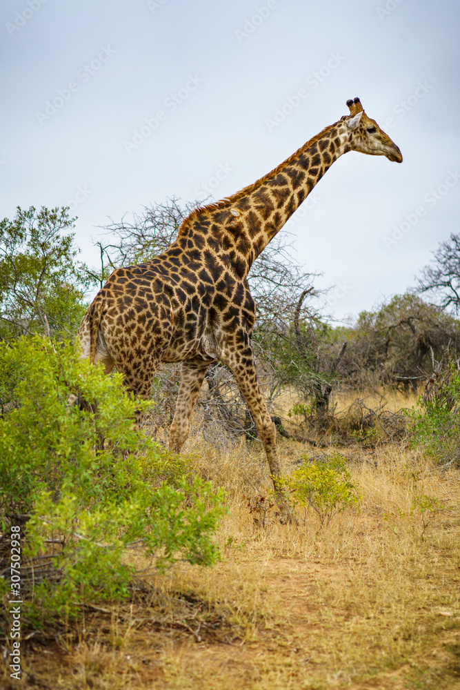 giraffes in kruger national park, mpumalanga, south africa 41