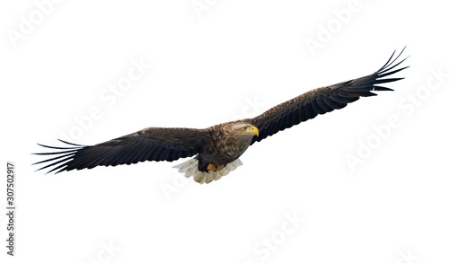Adult White tailed eagle in flight. Front view. Isolated on White background. 