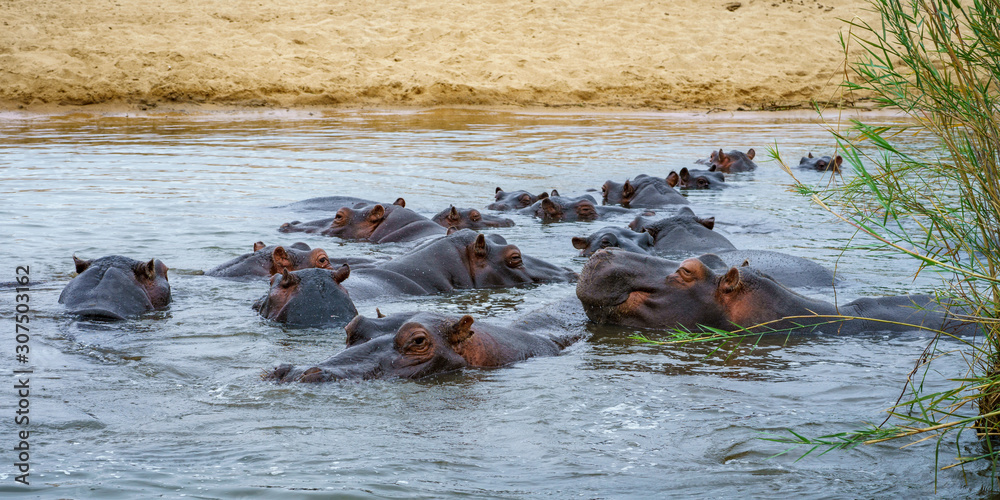 Fototapeta premium hippos in kruger national park, mpumalanga, south africa 4