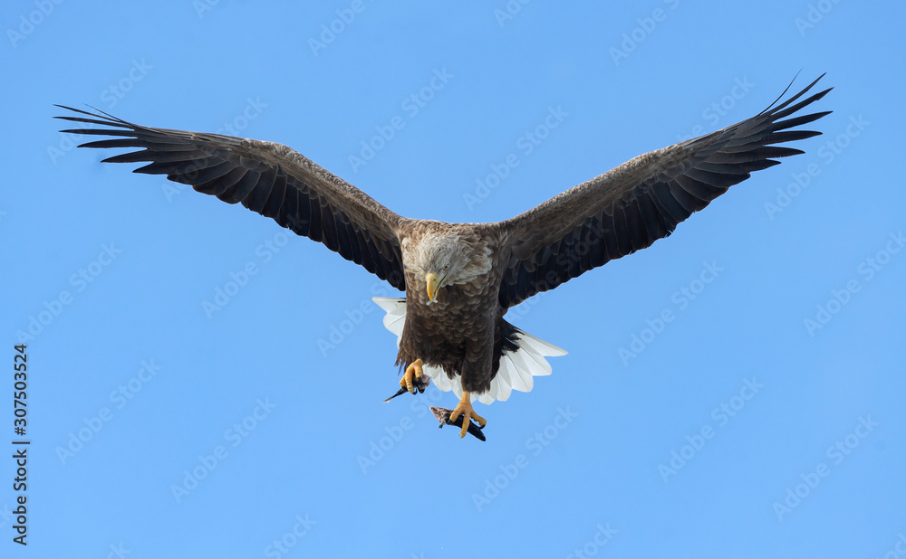Adult White-tailed eagle with fish in flight. Blue sky background. Scientific name: Haliaeetus albicilla, the ern, erne, gray eagle, Eurasian sea eagle and white-tailed sea-eagle. Adult White-tailed eagle with fish in flight. Blue sky background. Scientific name: Haliaeetus albicilla, the ern, erne, gray eagle, Eurasian sea eagle and white-tailed sea-eagle.